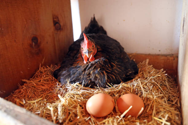 istock Chicken with eggs in the hen house 1184112392