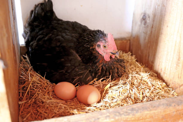 istock Chicken with eggs in the hen house 1184112418