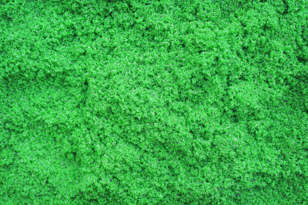 istock Wolffia globosa or Water Meal , green fresh water algae texture top view for nature plant background 1184114607