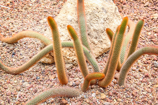 Golden rat tailed cactus or long cleistocactus winteri patterns in botanical garden background