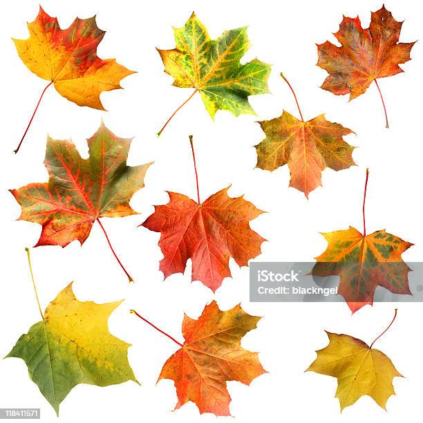 Maple Leaf Stock Photo - Download Image Now - Autumn, Beauty In Nature, Botany