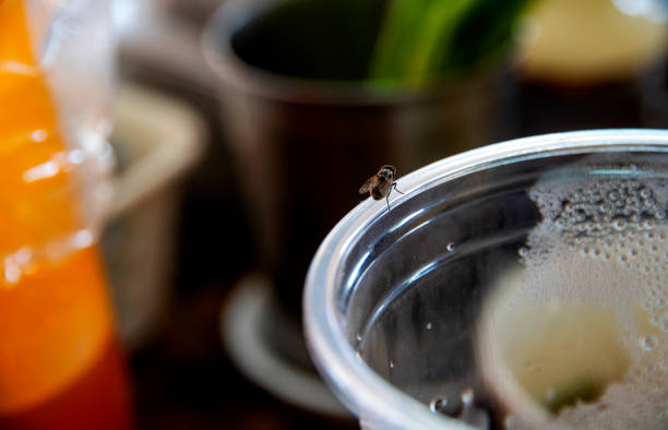 Housefly insect the island is on a glass