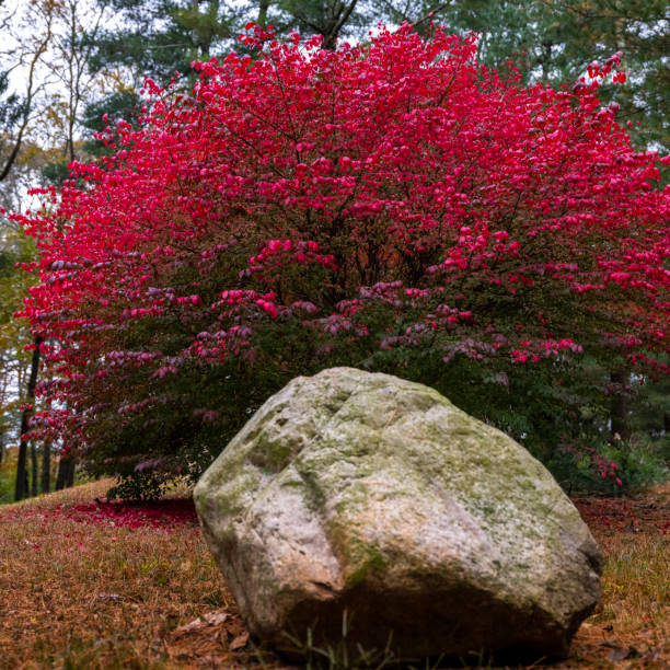 grand arbre brûlant rouge de buisson dans un stationnement - burning bush photos et images de collection