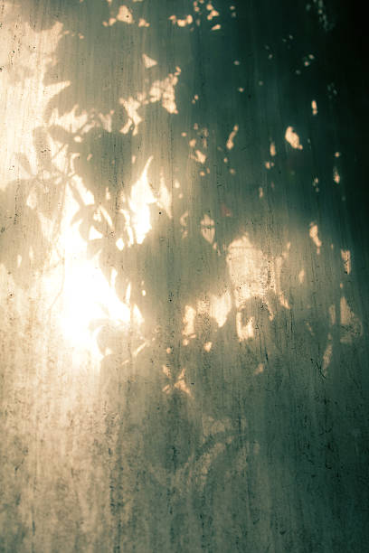 Shadow of wild grape leafs in the window stock photo