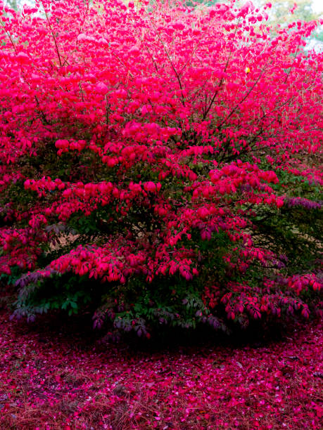 Burning bush plant in autumn Bright pink and red burning bush in autumn with the ground below it covered in fallen leaves winged spindletree stock pictures, royalty-free photos & images