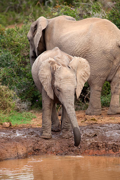 Thirsty Baby Elephant stock photo
