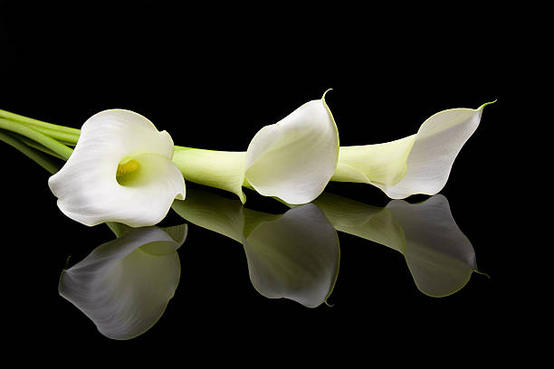 bela calla lírios brancos - lily calla lily flower single flower - fotografias e filmes do acervo