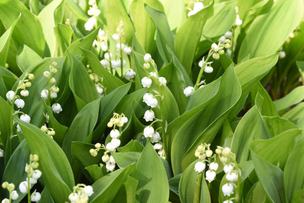 giglio della valle, convallaria, majalis - mughetto foto e immagini stock