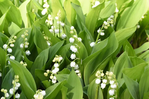 Lily of the valley, Convallaria, majalis