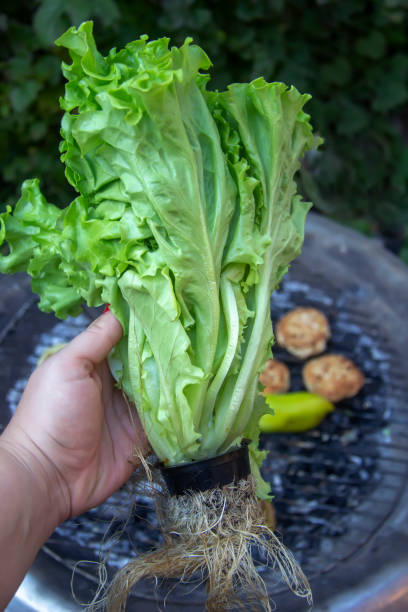 istock fresh green salad in a pot 1184127314