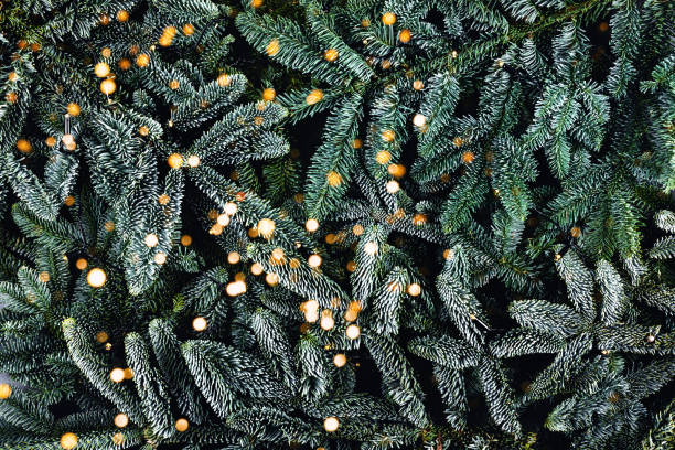 istock Christmas card. Fir brunches with lights. 1184130539