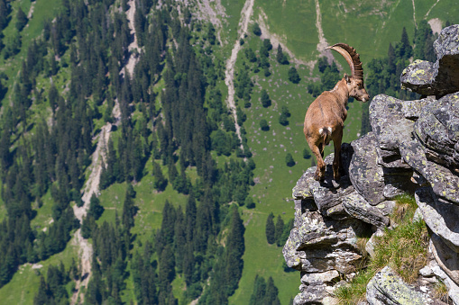 natural male alpine capra ibex capricorn balancing on rock at abyss