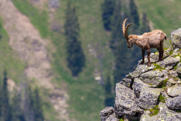 istock male alpine ibex capricorn standing at abyss 1184133523