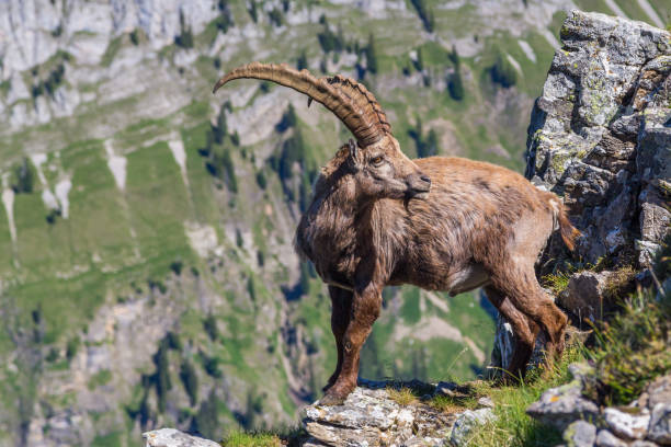istock male alpine ibex capricorn standing at abyss looking back 1184133538