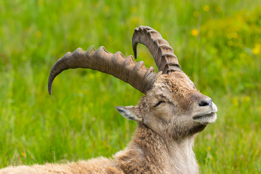 closeup relaxed male alpine capra ibex capricorn in green meadow with eyes closed