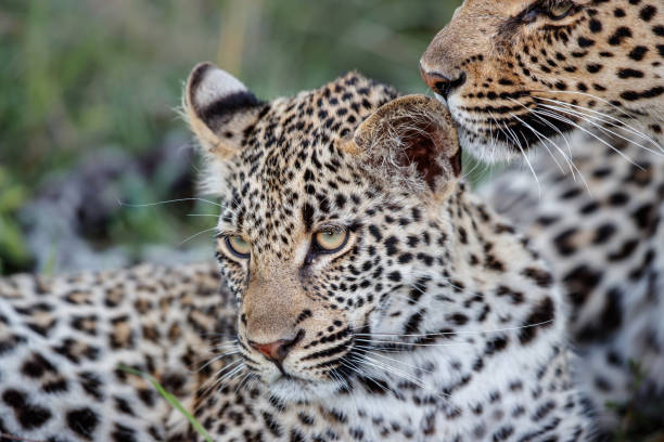 istock Leopard mother and cub in Sabi Sands Game Reserve 1184133649