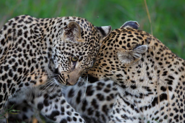 istock Leopard mother and cub in Sabi Sands Game Reserve 1184133694