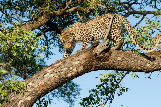 istock Leopard cub in Sabi Sands Game Reserve 1184133806