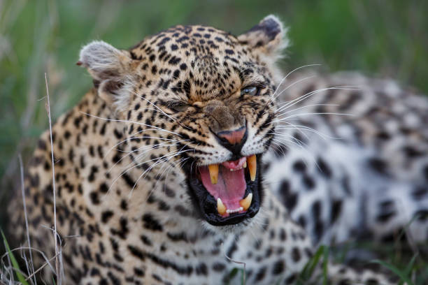istock Angry female leopard in Sabi Sands game reserve 1184133876