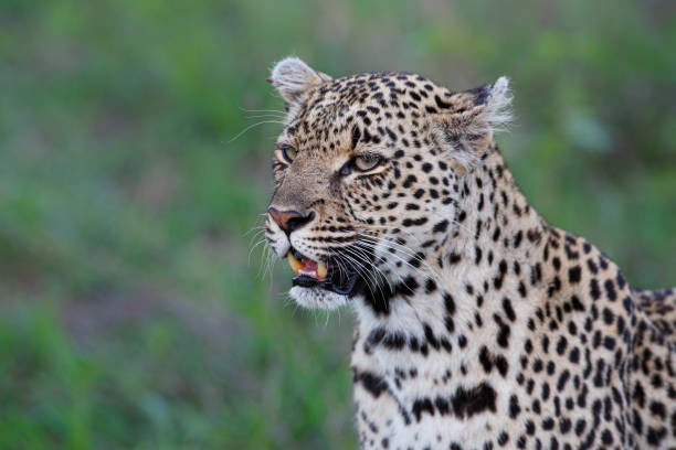 istock Leopard portrait in Sabi Sands Game Reserve 1184133979