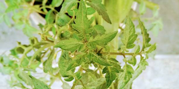 istock A picture of leafs 1184133986