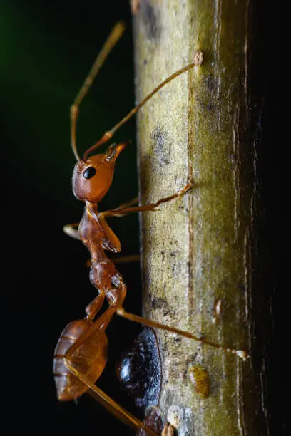 Red-orange ants are guns and trees that are seen in the forest.