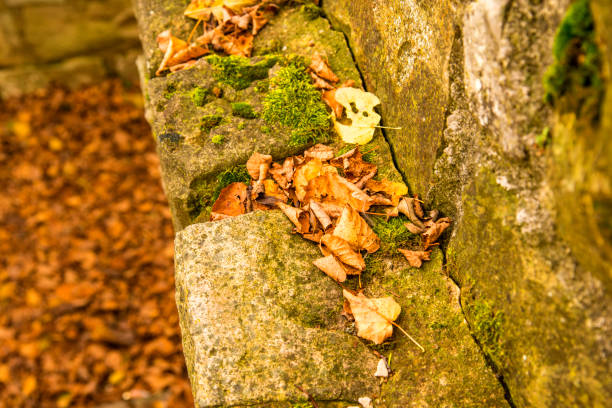 istock autumnal painted leaf on a castle wall 1184136655