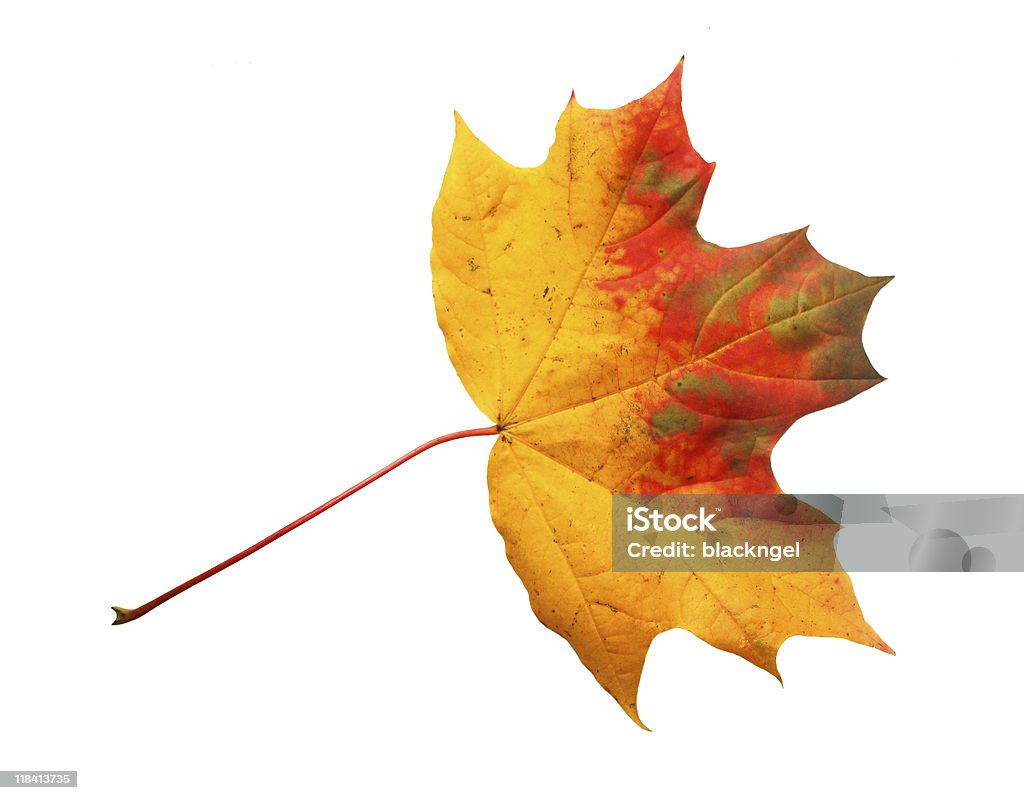 Otoño con hojas aisladas - Foto de stock de Abstracto libre de derechos