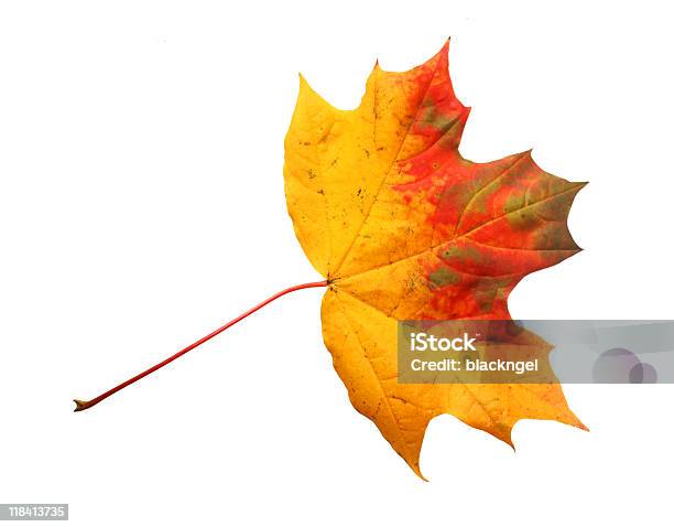 Foto de Isolada De Folhas De Outono e mais fotos de stock de Abstrato - Abstrato, Amarelo, Botânica - Assunto