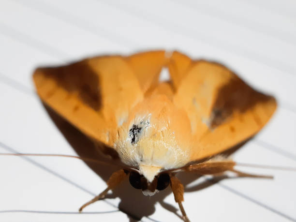 istock Yellow and brown color butterfly. 1184137711