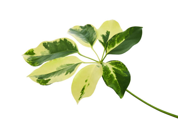 istock Schefflera variegated foliage 