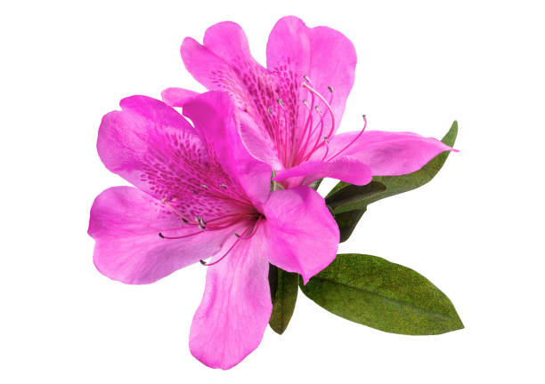 istock Azaleas flowers with leaves, isolated on white background with clipping path 1184138341