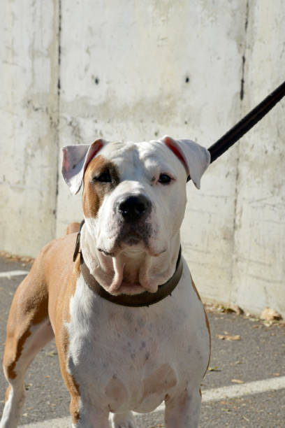 istock portrait of a dog 1184138455