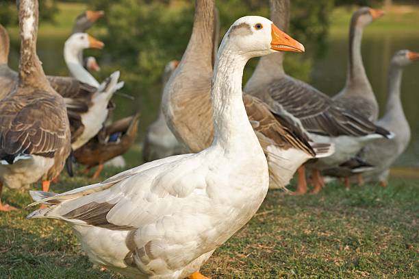 istock White goose among other geese 118413876