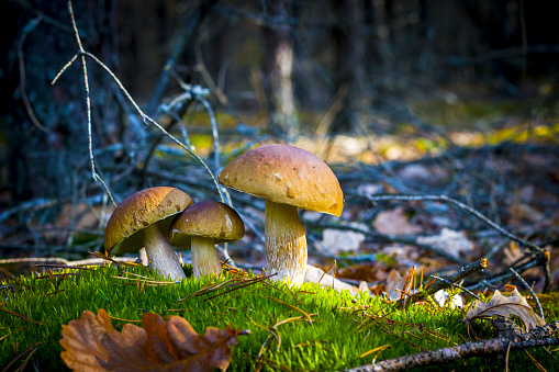 Three porcini mushrooms growing in nature. Autumn mushroom grow in forest. Natural raw food growing. Edible cep, vegetarian natural organic meal