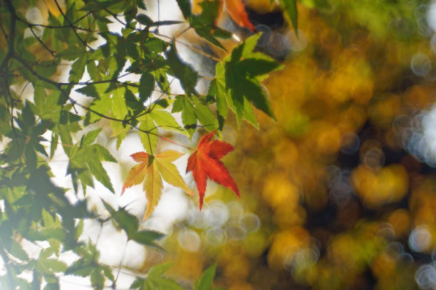 istock branch of maple tree with red autumn leaf 1184141211