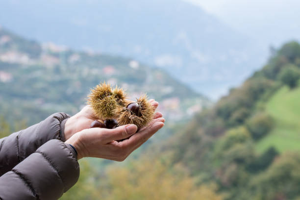 castagne raccolte a mano - chestnut sweet food yellow group of objects foto e immagini stock