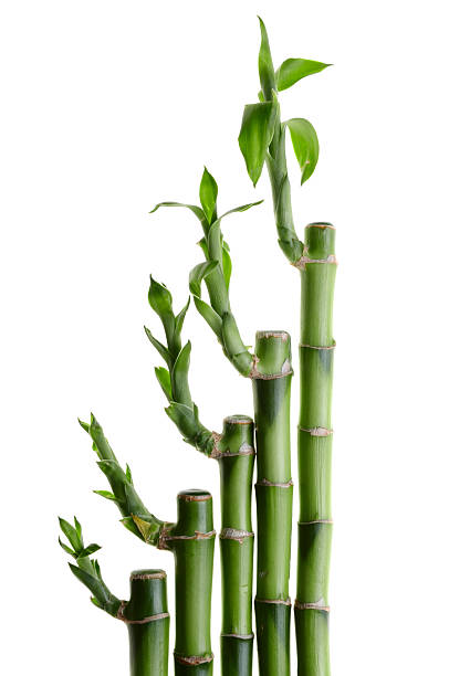 Bamboo stock photo