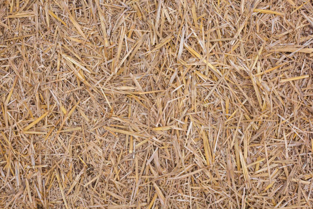 istock Chopped straw from grain harvest on soil as background 1184143818