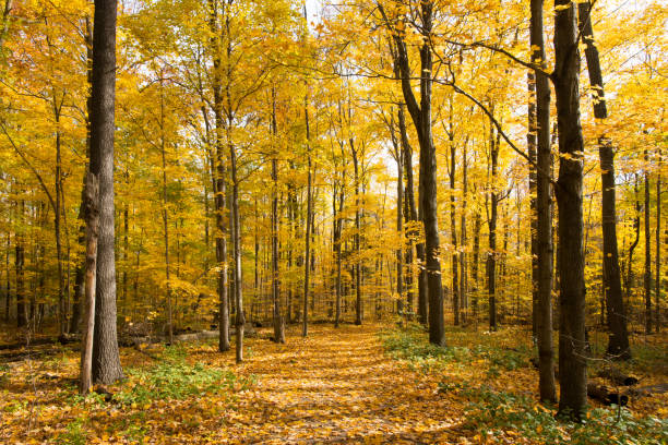 istock Hiking trail in maple tree woods in Ontario, Canada 1184145068