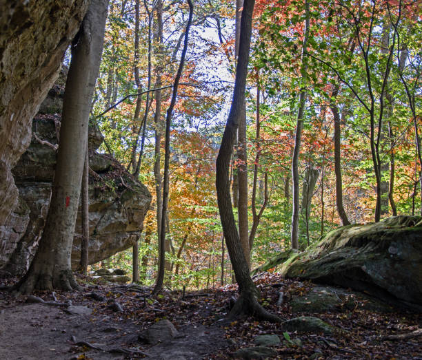 istock Colorful fall foliage along a hiking trail at a Kentucky state park. 1184145993