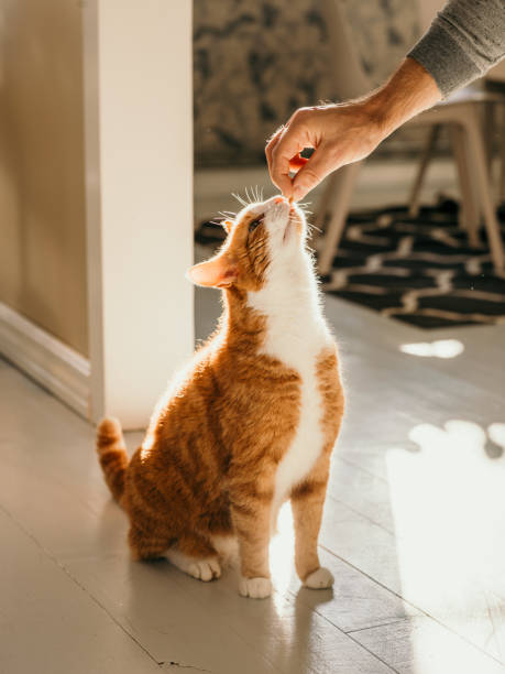 katze bekommt katzenfreuden - zwischenmahlzeit stock-fotos und bilder