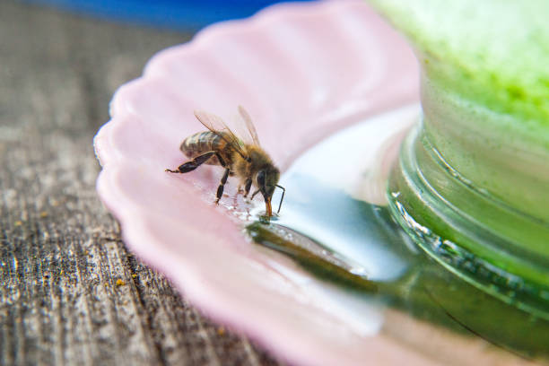 Macro shot of working bee that drink water at hot summer day.