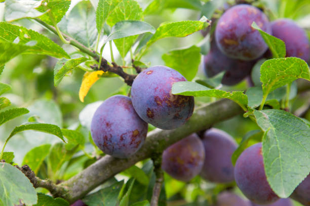 istock Plum tree branch with ripe juicy fruits on sunset light. 1184148670
