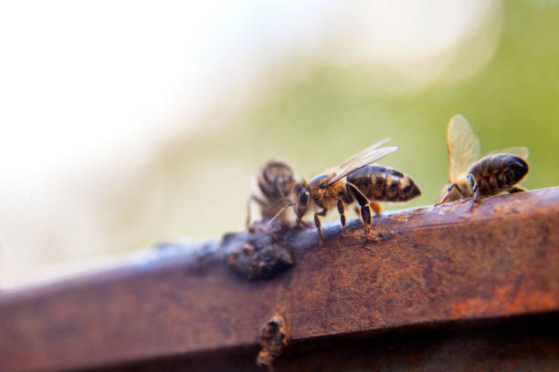istock Close up of a curious bee in the human world 1184149338