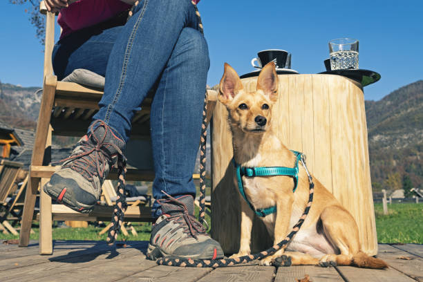 Dog sitting next to a woman with hiking shoes having a coffee break in the sun stock photo