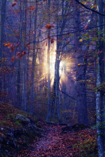 Sunlight shining through mist in a fantasy-like dreamy mystical autumn forest. Beauty in nature, forestry and hope concepts
