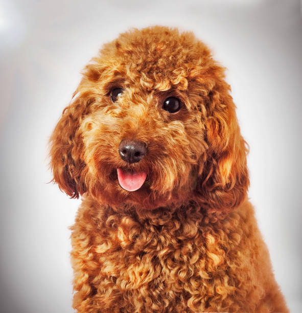 Dog image with art photo filter