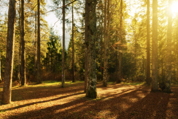 Looking at the sunlight shining through the forest.
