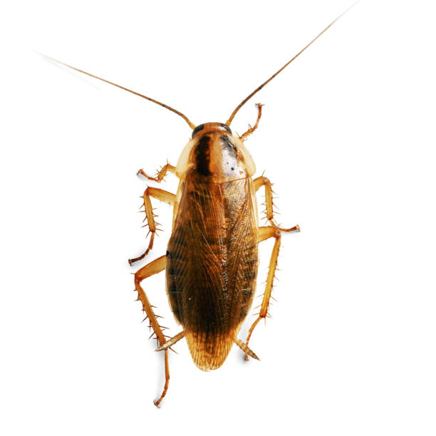 istock Adult red cockroach macro isolated on white with shadows. View from above 1184151081